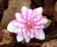 Two tone pink and white double flowers.